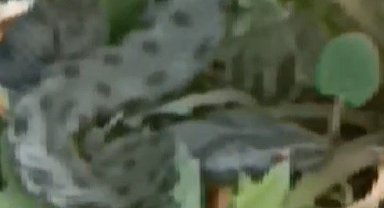 Kars'ta caddede görülen yeşil yılan korkuttu