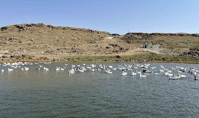 Kars'ta kazlar kış sofraları için besiye alındı
