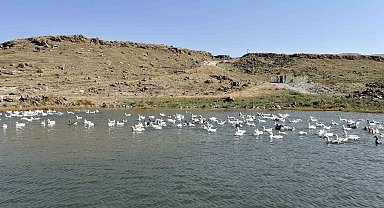 Kars'ta kazlar kış sofraları için besiye alındı