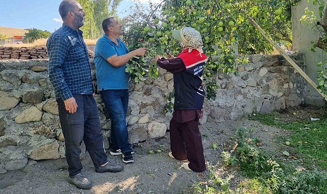 Kars'ta meyve ağaçları aşılanıyor