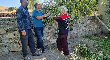 Kars'ta meyve ağaçları aşılanıyor