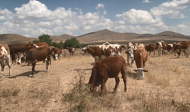 Kars'ta şap hastalığı geçti, hayvanlar yeniden meralara döndü