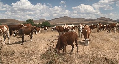 Kars'ta şap hastalığı geçti, hayvanlar yeniden meralara döndü
