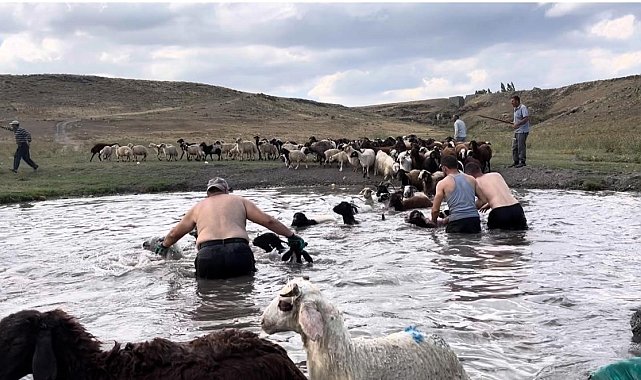Kars'ta sıcakla mücadele: Sıcaktan etkilenen koyunları derede serinlettiler
