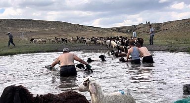 Kars'ta sıcakla mücadele: Sıcaktan etkilenen koyunları derede serinlettiler