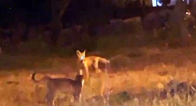 Kars'ta tilki ile kedilerin oyunu kameraya yansıdı