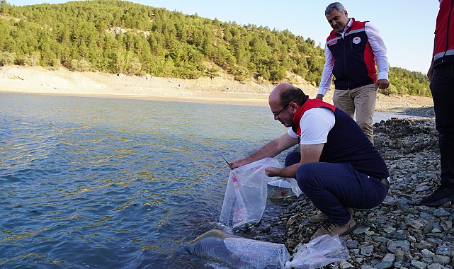 Kastamonu'da baraj ve göletlere 656 bin yavru sazan balığı salındı