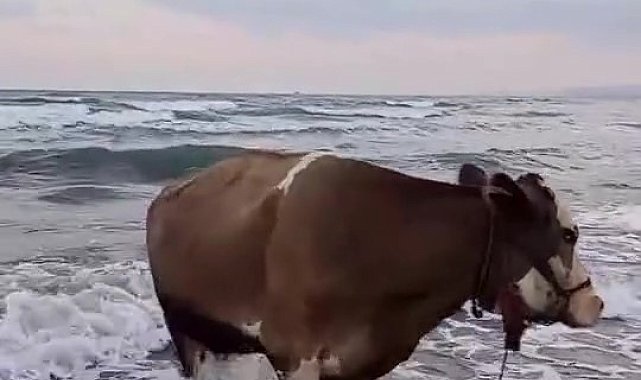Kavurucu sıcaktan bunalan inek soluğu denizde aldı