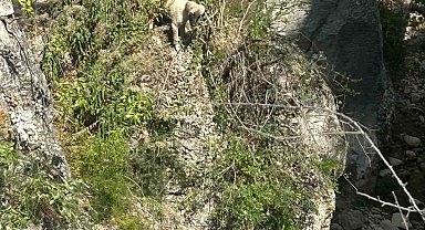 Kayalıkta mahsur kalan köpeği itfaiye ekipleri kurtardı