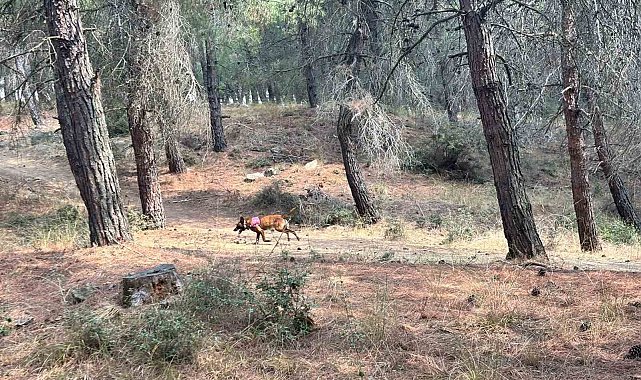 Kayıp yaşlı kadını arama çalışmalarına özel eğitimli köpekler de katıldı