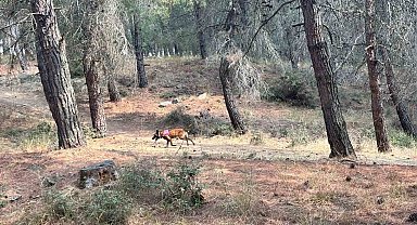 Kayıp yaşlı kadını arama çalışmalarına özel eğitimli köpekler de katıldı