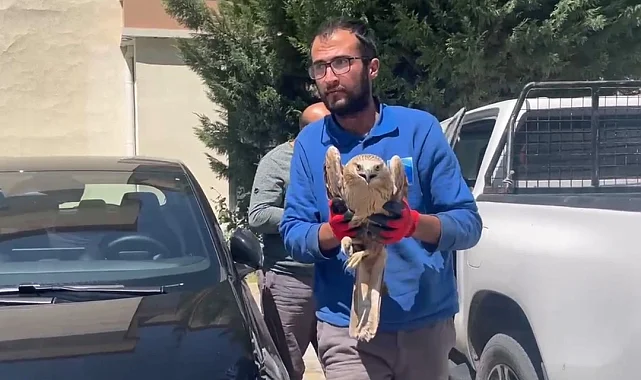 Kayseri Büyükşehir'den yaralı şahine yardım