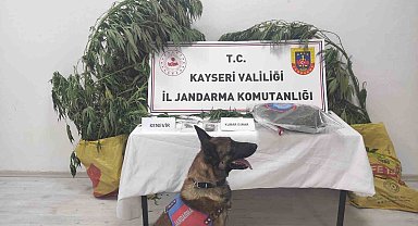 Kayseri'de 7 kök kenevir ele geçirildi: 1 gözaltı