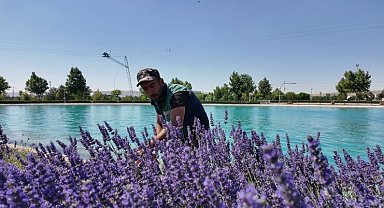 Kayseri'nin dört bir yanına lavanta esintisi