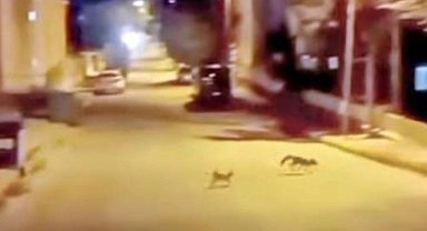 Kedi tarafından saldırıya uğrayan tilki çareyi kaçmakla buldu