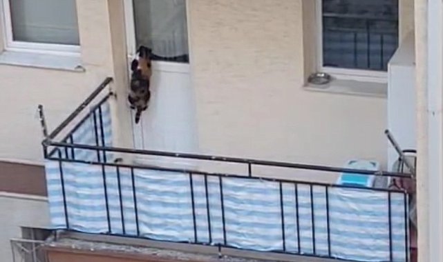 Kedinin balkona mahkum edildiği iddiası polisi harekete geçirdi