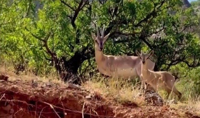 Kemaliye'de anne ve yavru dağ keçisi görüntülendi