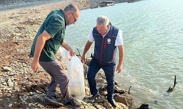 Kemer Barajı'na 600 bin adet sazan yavrusu bırakıldı