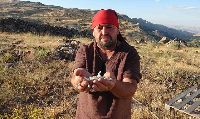 Kendiliğinden yetişiyor, kilosu 10 bin TL'ye satılıyor