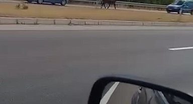 Kesime götürülürken kaçan boğa trafiğe çıktı