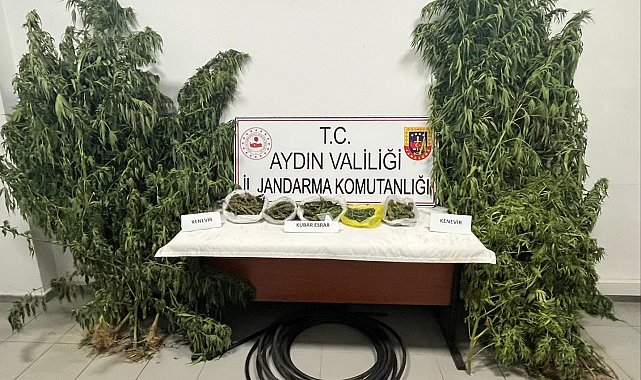 Kestane bahçesinde kenevir yetiştiren şüpheli yakalandı