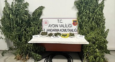 Kestane bahçesinde kenevir yetiştiren şüpheli yakalandı