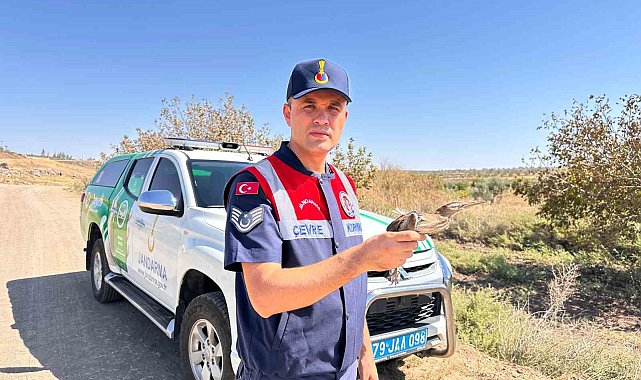 Kilis'te yaralı küçük balaban kuşu koruma altına alındı