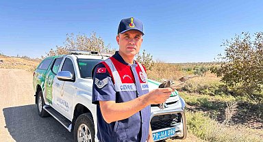 Kilis'te yaralı küçük balaban kuşu koruma altına alındı