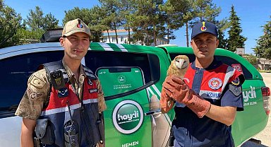 Kilis'te yaralı peçeli baykuş koruma altına alındı