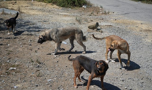 Kırsalda başıboş köpekler korku salıyor: Vatandaşlar tedirgin