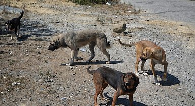 Kırsalda başıboş köpekler korku salıyor: Vatandaşlar tedirgin