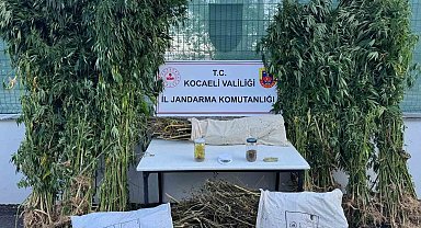 Kocaeli'de 12 kilo esrar ve 583 kök kenevir ele geçirildi