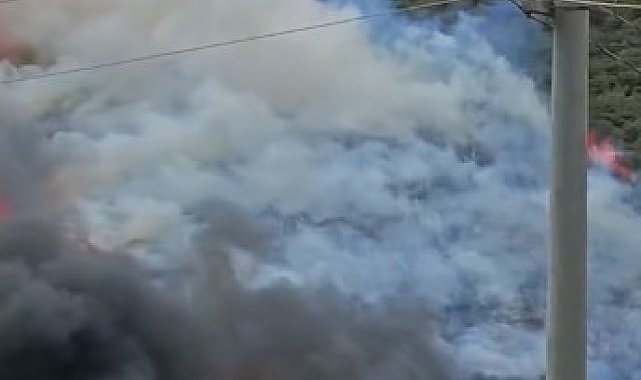 Kocaeli'de ağaçlık alanda yangın çıktı