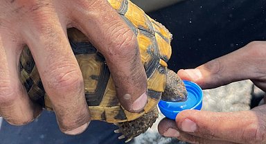 Kocaeli'de alevlerin ortasında bir damla hayat... İtfaiye'den kaplumbağaya uzatılan su yürekleri ısıttı