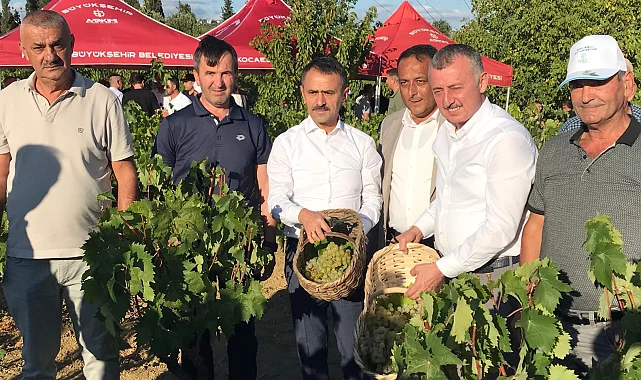 Kocaeli'de üzüm hasadı coşkuyla başladı