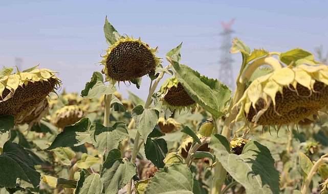Konya Ovasında ayçiçeğinde yağ kalitesi üst seviyede, yağda sorun görünmüyor