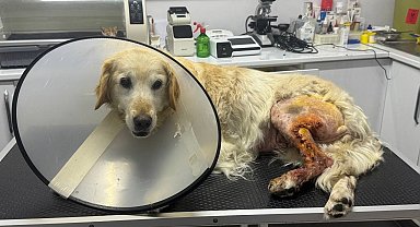 Köpeğin ayağından hentbol topu büyüklüğünde kitle çıkartıldı