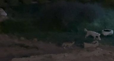 Köpekle tilkinin oyunu görenleri güldürdü