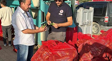 Kornişon salatalık hasadı devam ediyor