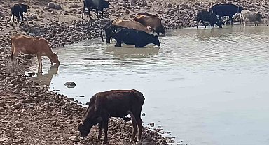 Köylüye ve doğaya hayat veren göletler kuruyor