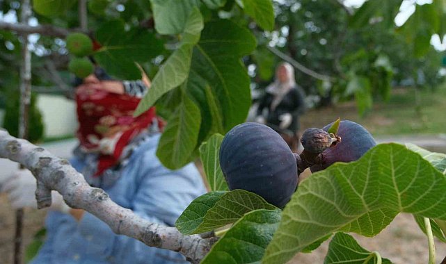 Kraliçe incirinde hasat ve ihracat başladı