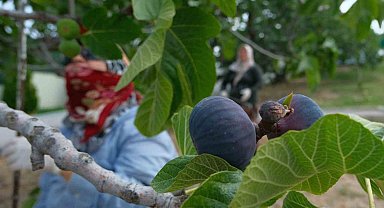 Kraliçe incirinde hasat ve ihracat başladı