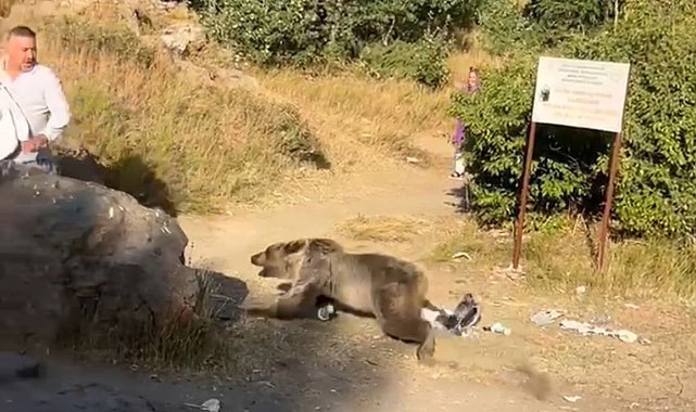 Kucağında bebekle ayı saldırısına uğradı