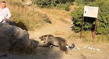 Kucağında bebekle ayı saldırısına uğradı