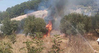 Kumluca'da çıkan yangında bir dönüm zeytinlik alan yandı