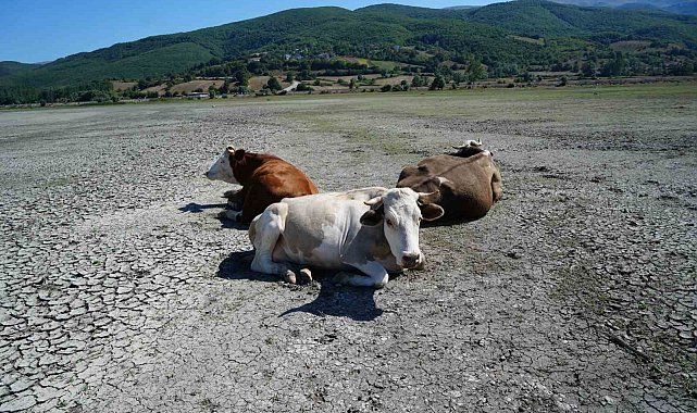 Kuraklığın en acı görüntüsü: Ladik Gölü'nde inekler otlamaya başladı