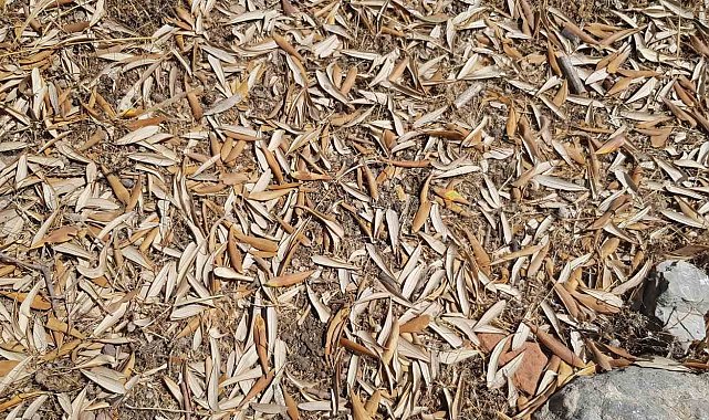 Kuraklık zeytin ağaçlarını verim ve kalitede vurdu