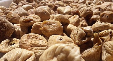 Kuru incirin gıda güvenliği için 19 bin kerevet dağıtıldı