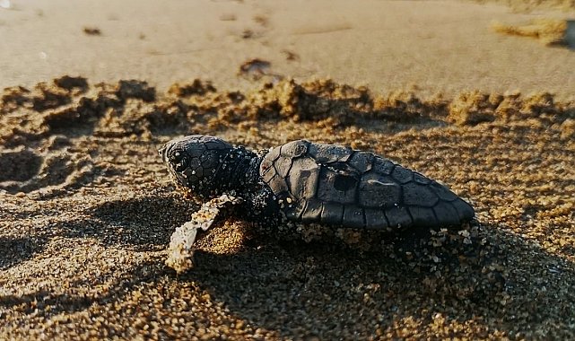 Kuşadası'nda ilk yavrular sürpriz yuvadan çıktı