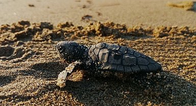 Kuşadası'nda ilk yavrular sürpriz yuvadan çıktı